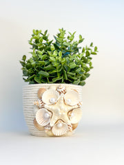 Indoor plant pot with shells Indoor plant pot with shells Gabificent